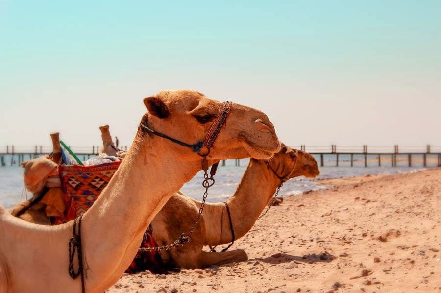 Экскурии в Шарм-Эль-Шейе, Хургаде, Марса-Алам от Egypt travel world