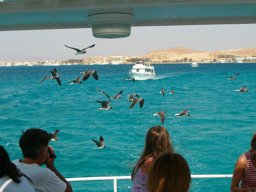 Экскурии в Шарм-Эль-Шейе, Хургаде, Марса-Алам от Egypt travel world